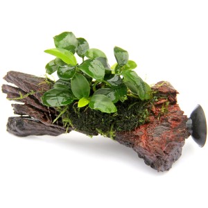 Dennerle Aquariumpflanze Anubias Bonsai auf Nanowood mit Saugnapf für Aquarien.