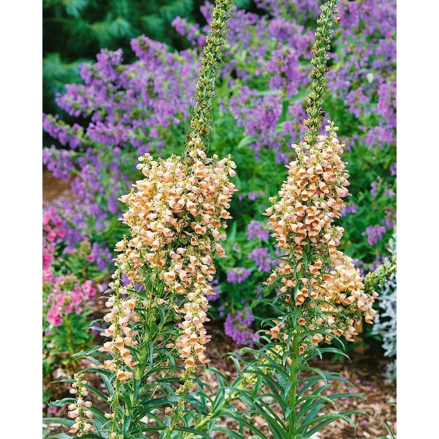 Digitalis Ferruginea Gelber Fingerhut Gelber Herold Ca. 9x9 cm Topf günstig online kaufen