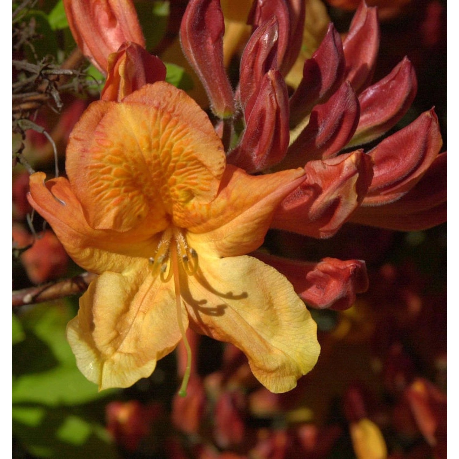 Azalee Sunte Nectarine 40-50cm - Rhododendron luteum - Alpenrose günstig online kaufen