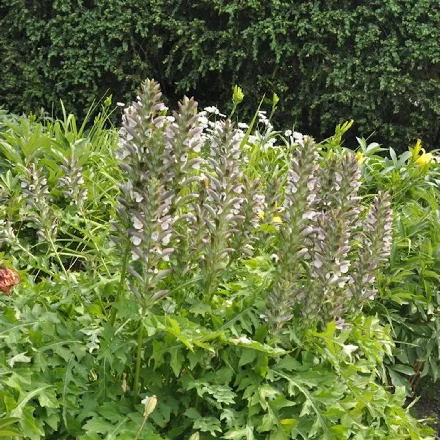 Balkan Bärenklaue - Acanthus hungaricus