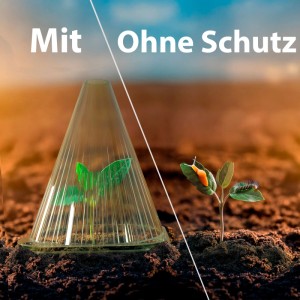 BigDean Pflanzhauben: Vergleich mit und ohne Schutz vor Schädlingen und Witterungseinflüssen.