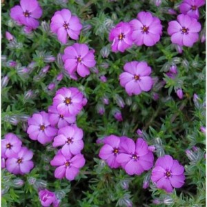 Teppich-Flammenblume 'Red Admiral' (Phlox douglasii) mit leuchtend violetten Blüten.