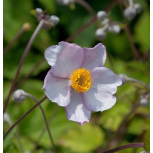 Japanische Herbstanemone Septembercharm - Anemone hupehensis