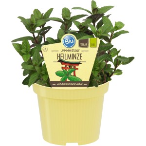 Japanische Heilminze im Topf (Ø 12cm). Aromatische Küchenkräuter für Tee und zum Inhalieren.