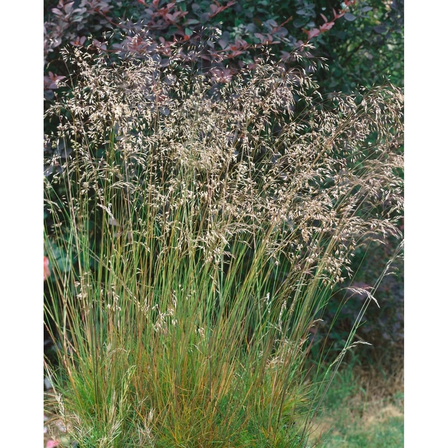 Deschampsia Flexuosa Draht-Schmiele Ca. 9x9 cm Topf günstig online kaufen