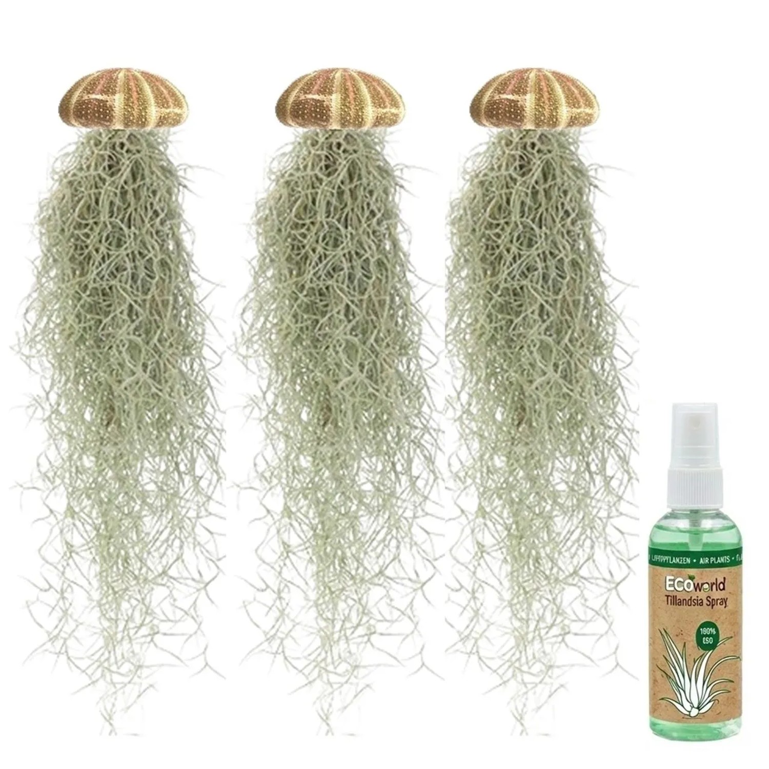 Vdvelde Jellyfish Set 3er   Tillandsia Usneoides Luftpflanzen In Seeigeln