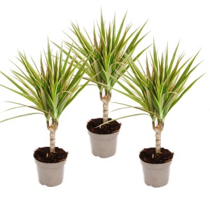 Set aus 3 zweifarbigen Drachenbäumen (Dracaena Marginata Bicolor) im Topf.