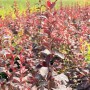 Baumfink Rote Heckenberberitze (Berberis thunbergii 'Atropurpurea') im Topf, purpurrote Blätter.