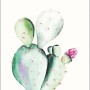 Komar Wandbild: Kaktusfeige (Prickly Pear) mit rosa Blüte, 30x40 cm. Dekoratives Bild für Wohnräume.