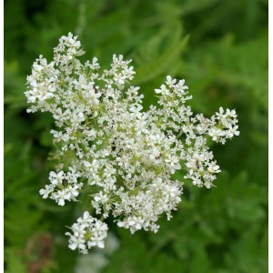 Nahaufnahme der weißen Blüten der Süßdolde (Myrrhis odorata).