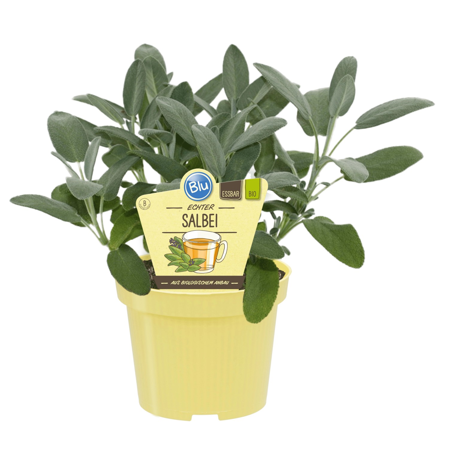 Blu Bio-Echter Salbei Topf-Ø ca. 12 cm Salvia günstig online kaufen