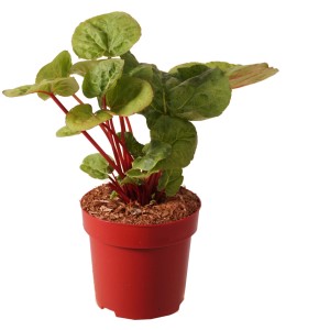 Rhabarber "Cropster" Höhe ca. 30 cm Topf ca. 3,4 l Rheum rhabarbarum