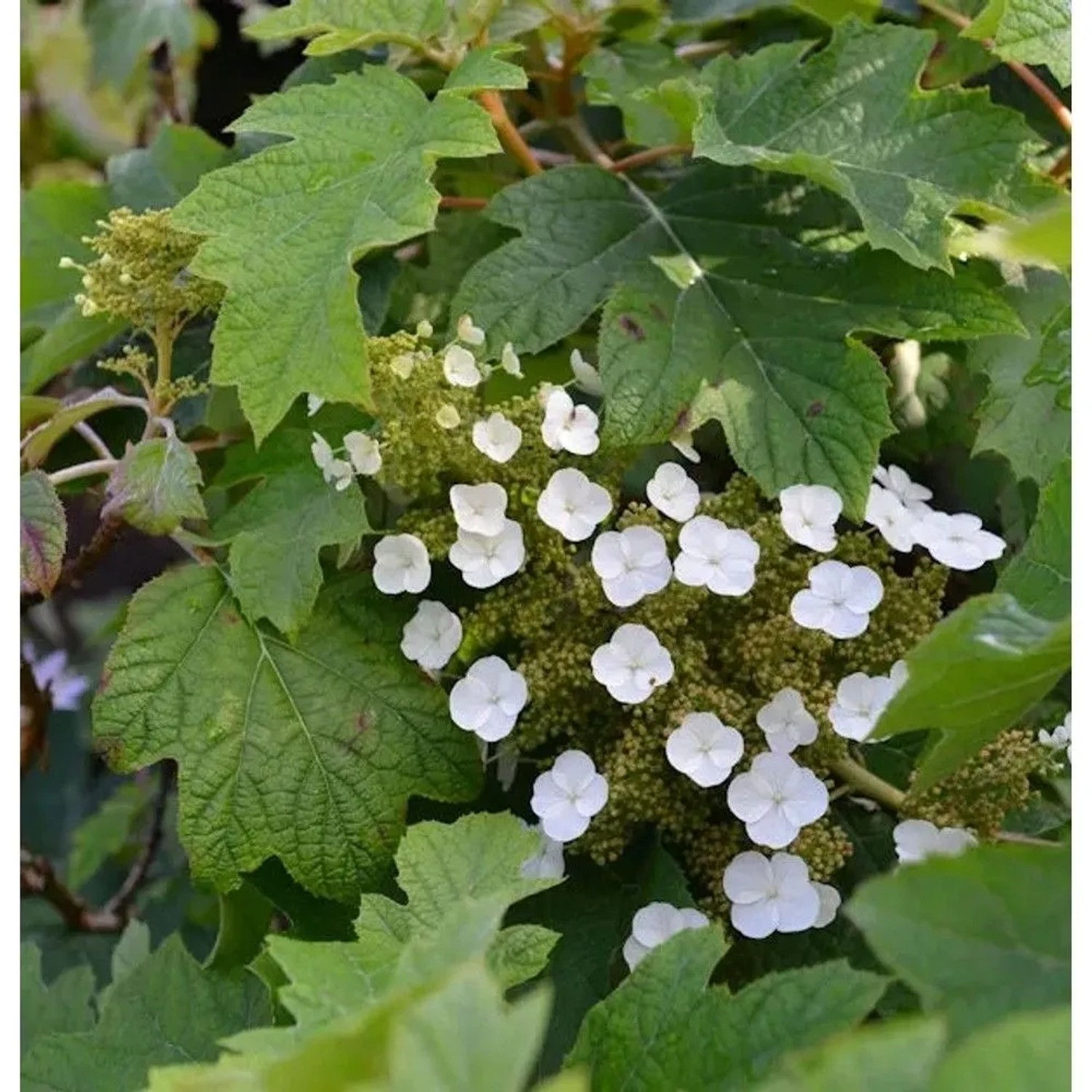 Eichenblättrige Hortensie Munchkin 40-60cm - Hydrangea quercifolia