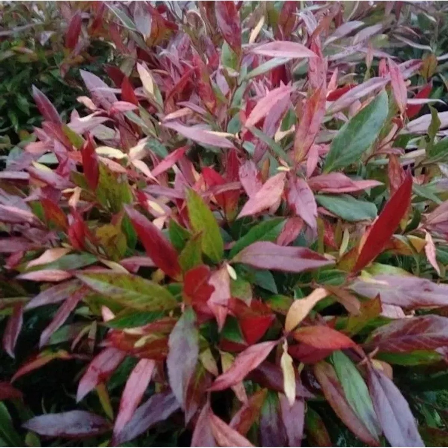 Traubenheide Simsalabim 30-40cm - Leucothoe walteri