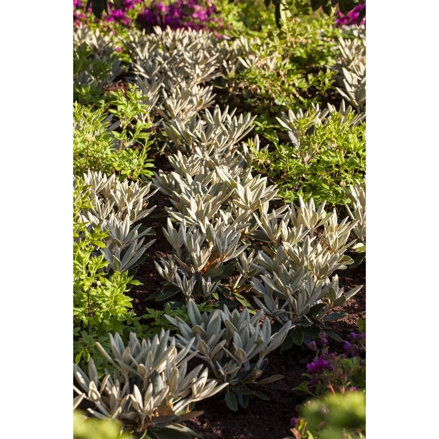 Rhododendron Pachysanthum Silbervelours Silbrig Behaart 40–50 cm günstig online kaufen