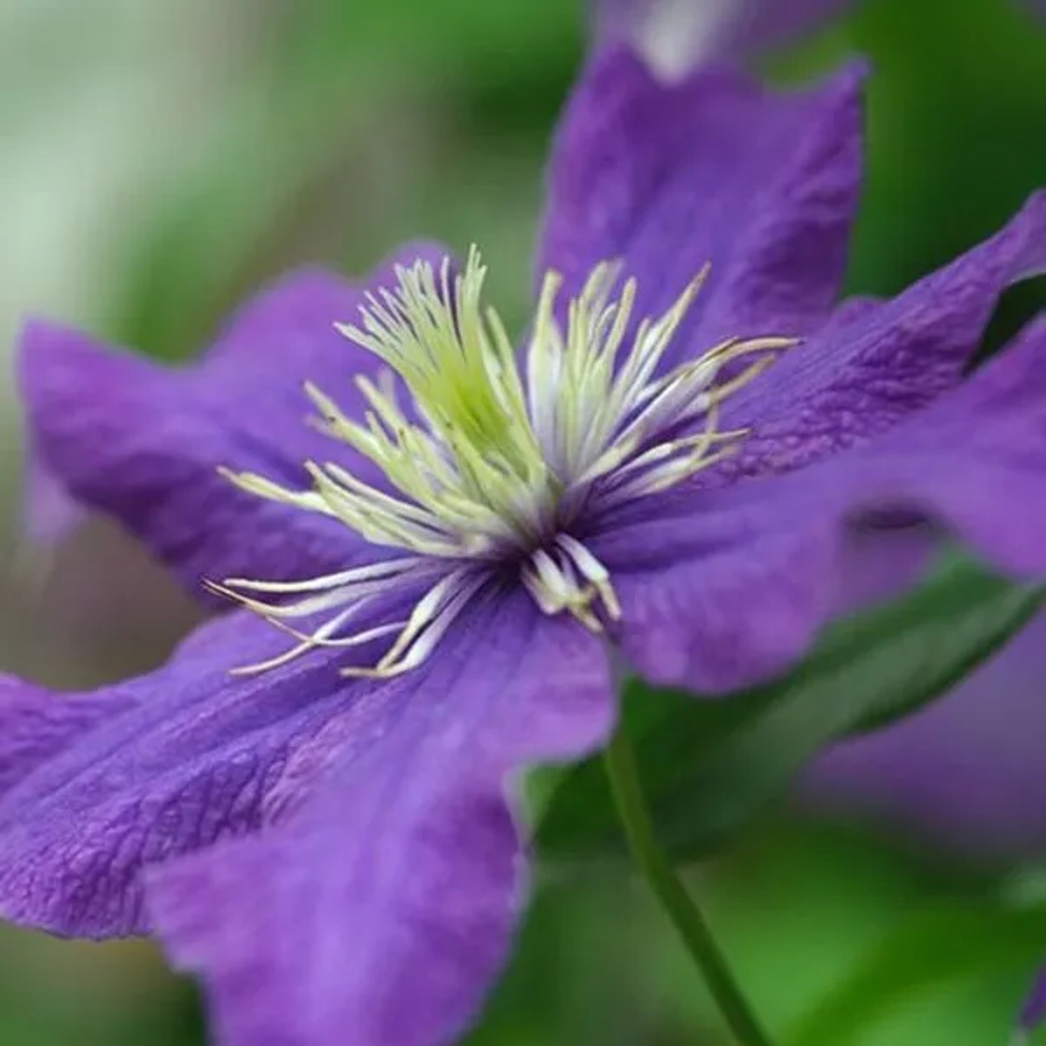 arborix Waldrebe 'Rhapsody' Clematis 50 Bis 60 Cm Im Container Tiefblaue Blüten
