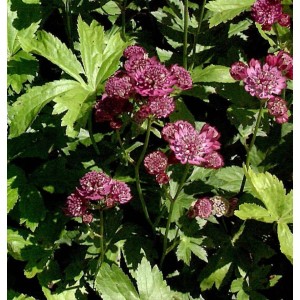 Nahaufnahme der rotblühenden Sterndolde (Astrantia carniolica) mit grünen Blättern.