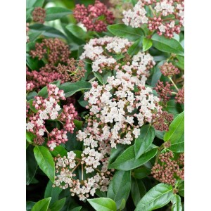 Immergrüner Lorbeer-Schneeball Viburnum Tinus Eve Price mit rosa-weißen Blüten.