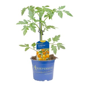 Kiepenkerl Cocktailtomate Curaso Yellow im Topf, gelbe Tomatenpflanze.
