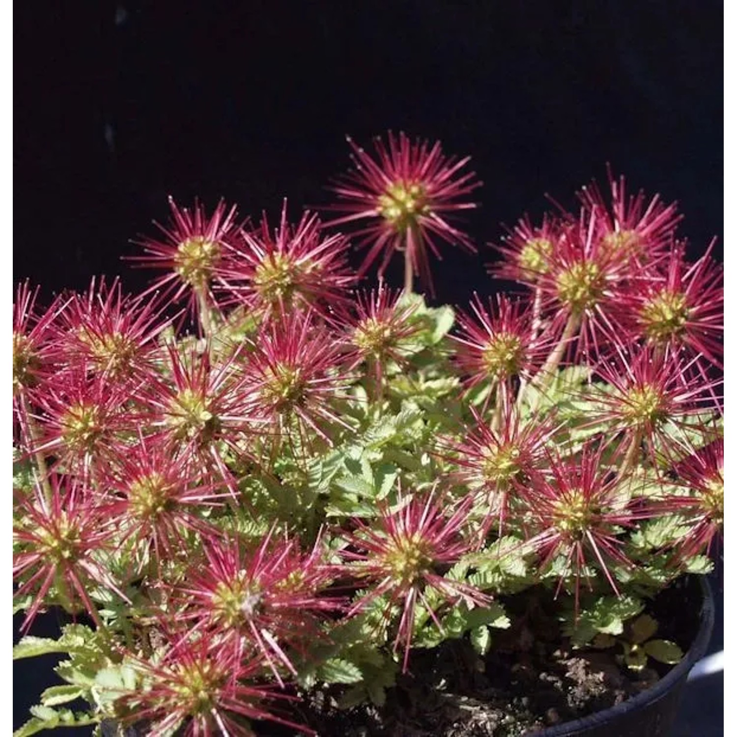 Blaugrünes Stachelnüßchen - Acaena buchananii