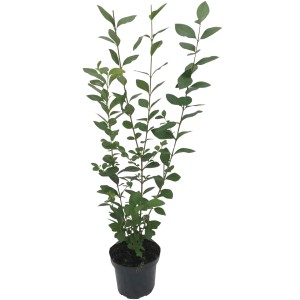 Ovalblättriger Liguster im Topf, 150er Set für ca. 30 m Hecke, Höhe 60-80 cm.