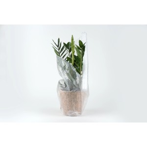 Zamioculcas-Pflanze im Topf, verpackt in Luftpolsterfolie 1 m x 25 m.