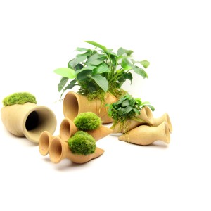 Aquariumpflanze: Dennerle Wels-Amphore mit Anubias Barteri Nana, Dekoration für ein biologisch stabiles Aquarium.