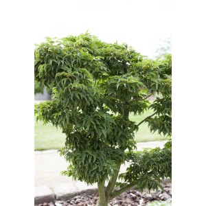 Kompakter Acer Palmatum Kotohime Japanischer Ahorn mit grünen Blättern und 80 cm Stammhöhe.
