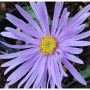 Sommeraster Silbersee - Aster amellus_2