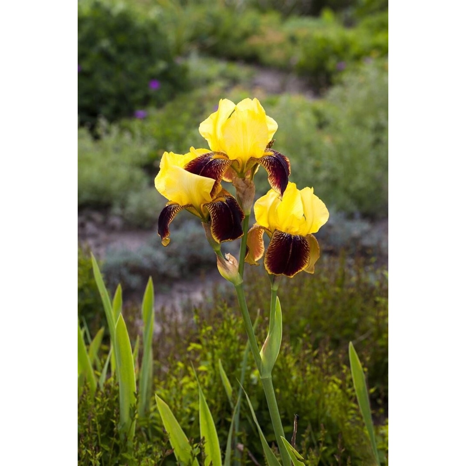 Iris X Barb.-Elat.'Ola Kala' Schwertlilie Ca. 11x11 cm Topf günstig online kaufen