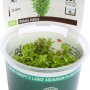 Dennerle Aquariumpflanze Rotala Indica In-Vitro im Topf, eine grüne Wasserpflanze für das Aquarium.