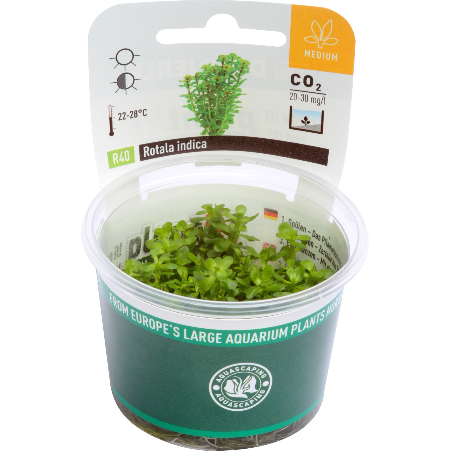 Dennerle Aquariumpflanze Rotala Indica In-Vitro im Topf, eine grüne Wasserpflanze für das Aquarium.