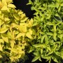 Japanische Spiere Goldflame: Goldgelbe und grüne Blätter der Spiraea japonica im Detail.