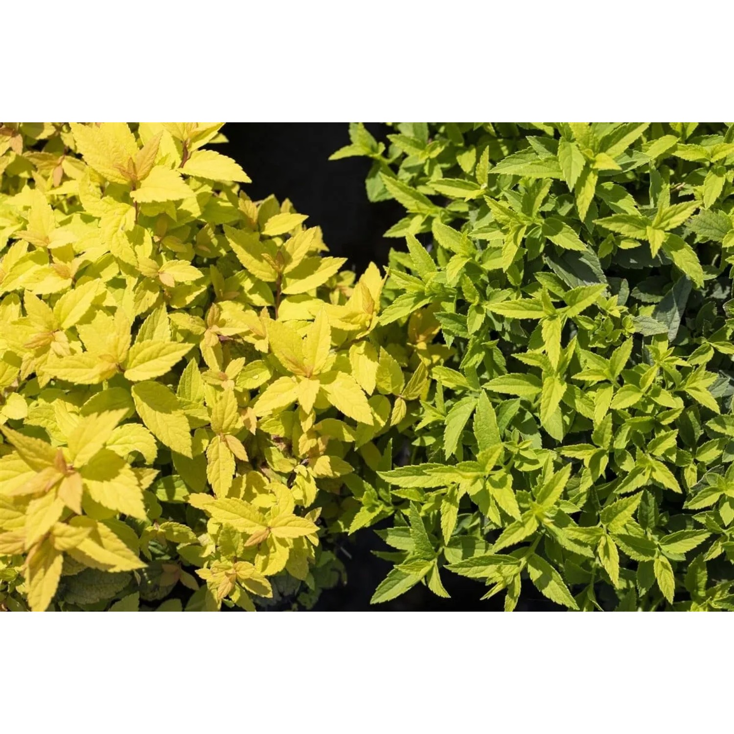 Japanische Spiere Goldflame: Goldgelbe und grüne Blätter der Spiraea japonica im Detail.