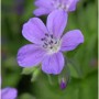 Nahaufnahme einer lila Waldstorchschnabel 'Birch Lilac' Staude, Blüte mit fünf Blütenblättern und Knospe.