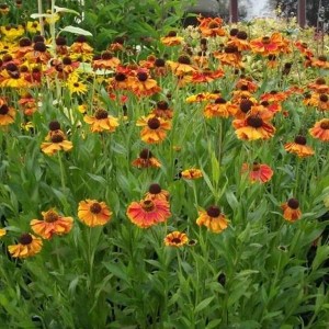 6 x Sonnenbraut 'Sahin's Early Flowerer' Helenium Topf 9cm Frühsommerblüher