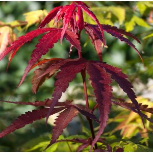 Roter Schlitzahorn 'Ornatum' mit filigranen, roten Blättern. Zierstrauch für Garten und Kübel.