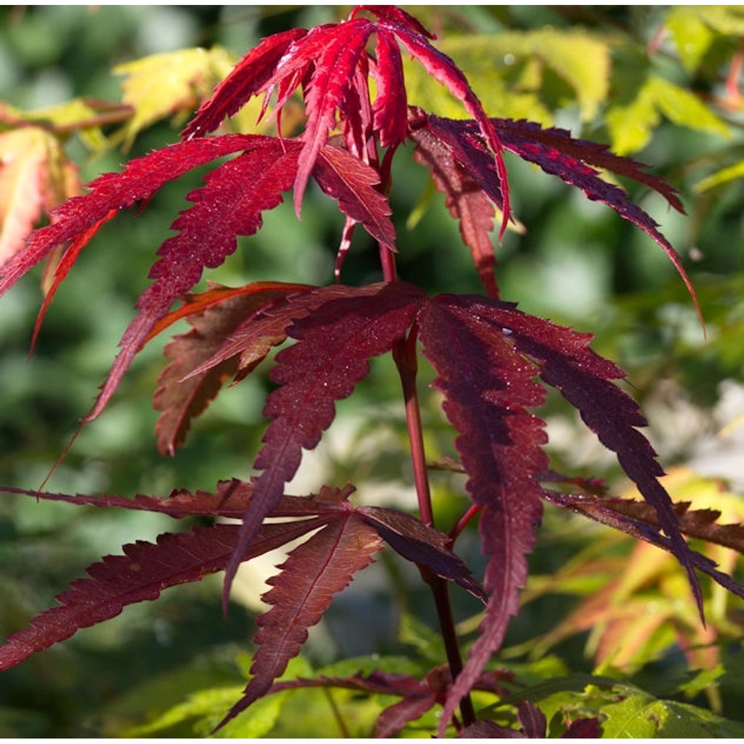 Roter Schlitzahorn Ornatum 30-40cm - Acer palmatum günstig online kaufen