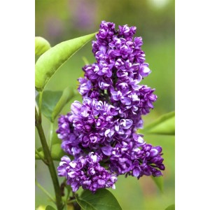 Purpurroter Flieder 'Charles Joly' mit grünen Blättern, Stammhöhe 100 cm.