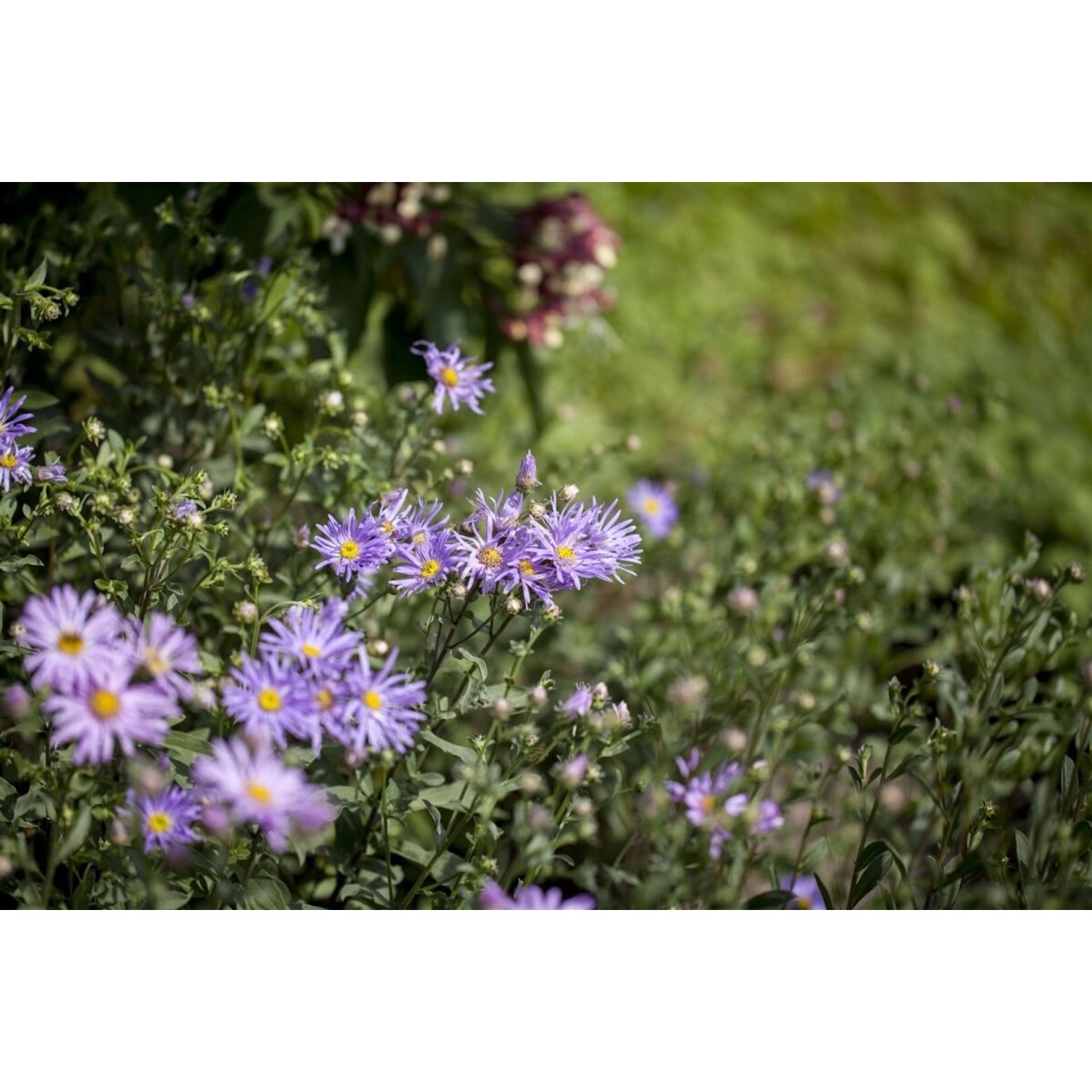 Aster Amellus Bergaster Gen Ca 9x9 cm Topf günstig online kaufen