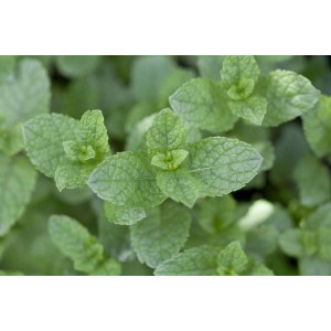 Frische grüne Minze (Mentha Spicata) im 9x9 cm Topf. Aromatische Staude für Küche und Garten.