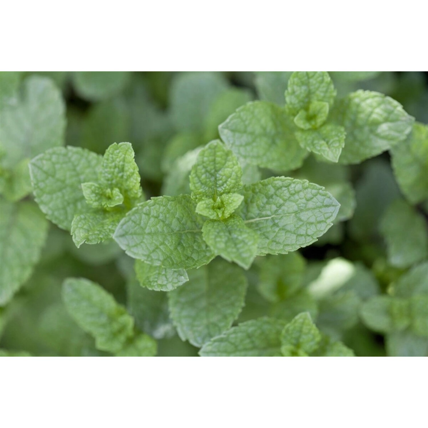 Mentha Spicata Grüne Minze Ca. 9x9 cm Topf günstig online kaufen