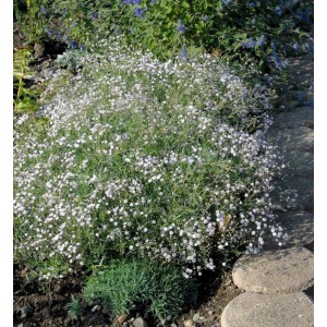 Teppich Schleierkraut Compacta Plena (Gypsophila repens) mit kleinen, weißen Blüten.