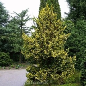 Gelbgrüne Zwerg-Hinoki-Scheinzypresse (Chamaecyparis obtusa) im Garten.