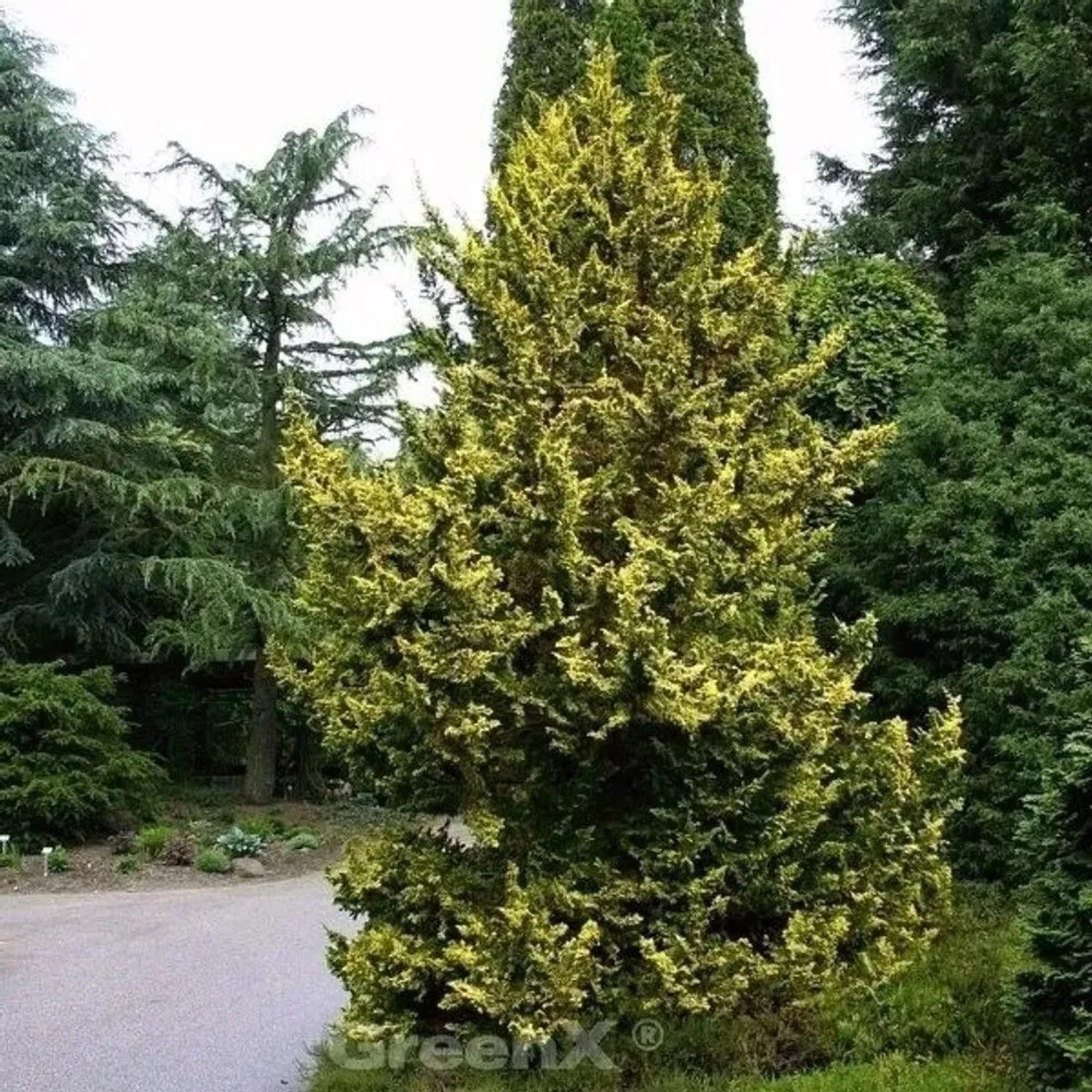 Zwerg Hinoki Scheinzypresse 60-70cm - Chamaecyparis obtusa