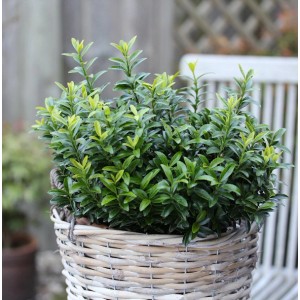 10 Japanische Spindelsträucher 'Microphylla Aureovariegata' (10-15cm) im Korb.