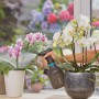 Gardena EasyPump Pumpsprüher 1 l in Nutzung, zum Bewässern von Orchideen.
