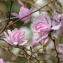 Zartrosa Sternmagnolienblüten 'Georg Henry Kern' an kahlen Ästen. Nahaufnahme des blühenden Strauchs.