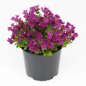 Kaukasus-Günsel im Topf, weiße Blüten, ca. Ø 10,5 cm, Arabis caucasica.