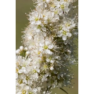 Nahaufnahme der weißen Blüten der Fiederspiere (Sorbaria sorbifolia).